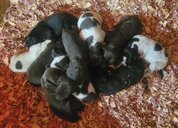 German Shorthaired Pointer