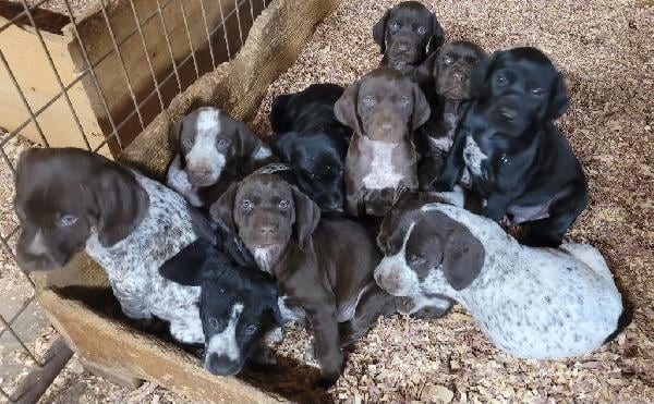 German Shorthaired Pointer