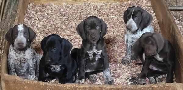 German Shorthaired Pointer