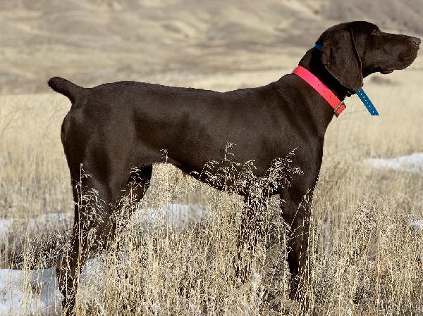 German Shorthaired Pointer Finished Dogs