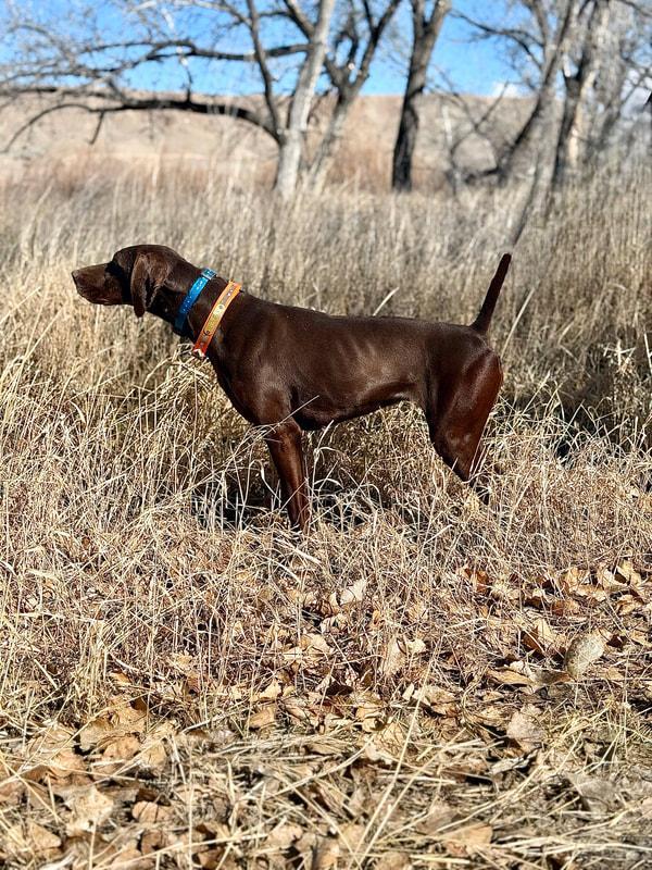 DEUTSCH KURZHAAR Deutsch Kurzhaar