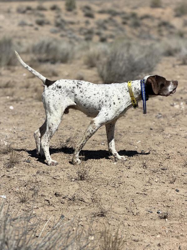 English Pointer