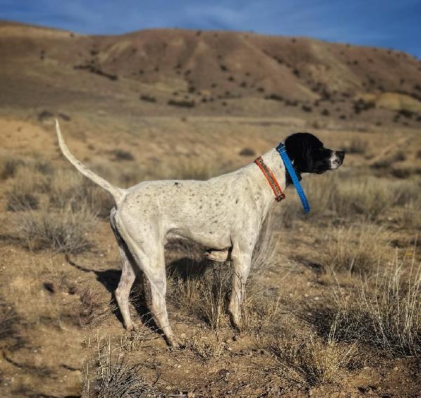 English Pointer