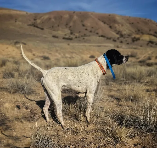 ENGLISH POINTER English Pointer