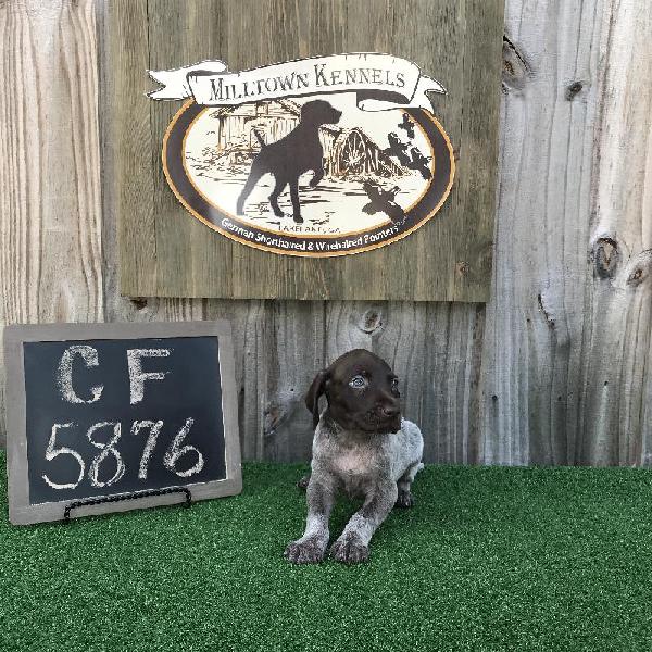 Hunting Dogs For Sale