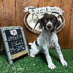 GSP LITTER - CHAMPIONSHIP LINE