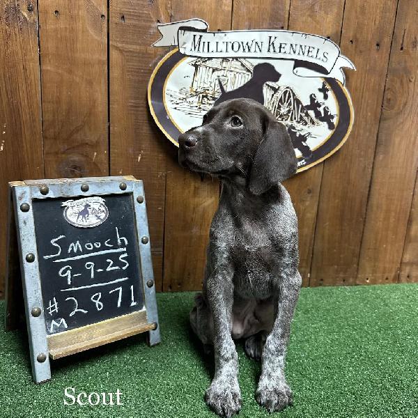 GSP PUPPIES - SUPERB PEDIGREE German Shorthaired Pointer