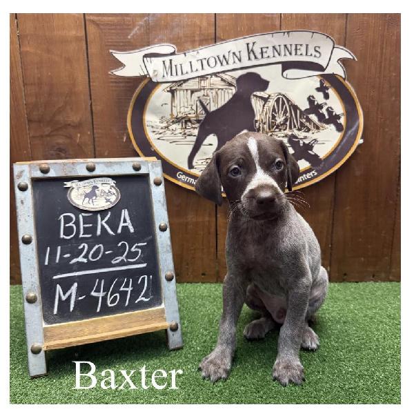 German Shorthaired Pointer