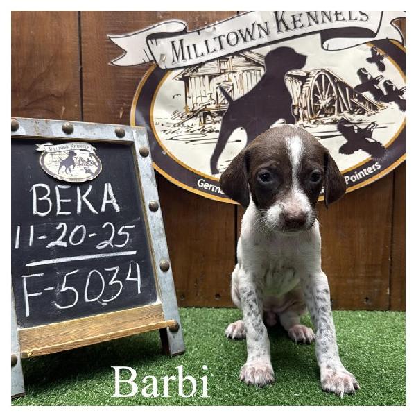 German Shorthaired Pointer