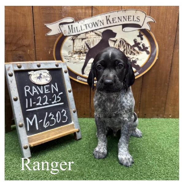 German Shorthaired Pointer