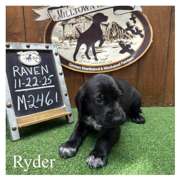 German Shorthaired Pointer