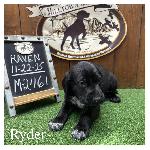 GSP LITTER - EXCELLENT PEDIGREE