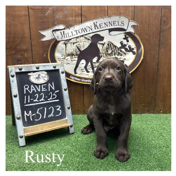 German Shorthaired Pointer