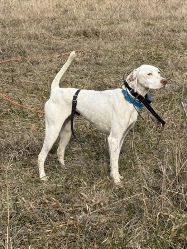 English Pointer
