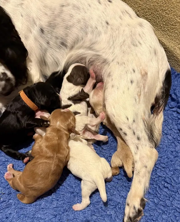 English Cocker Spaniel