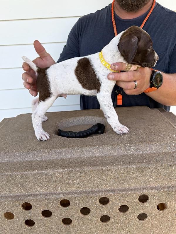 German Shorthaired Pointer