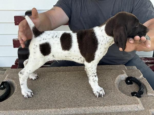 GERMAN SHORTHAIR PUPS - 5 MALES German Shorthaired Pointer