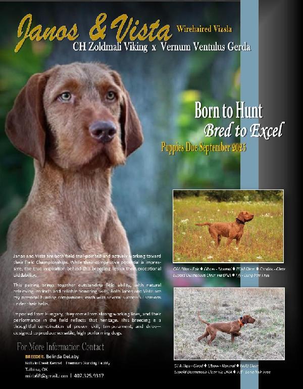 Hungarian Wirehaired Vizsla