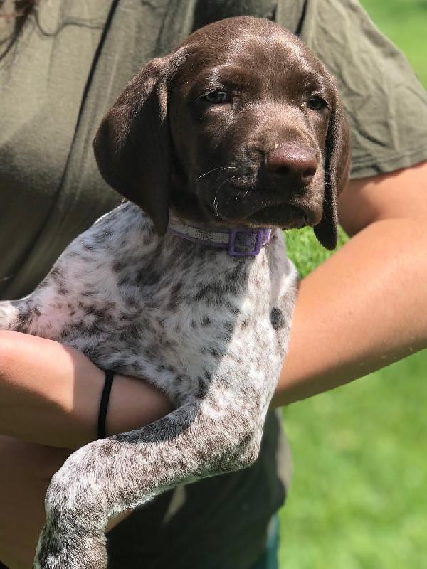 Female Liver Roan German Shorthaired Pointer