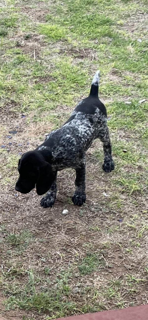German Shorthaired Pointer