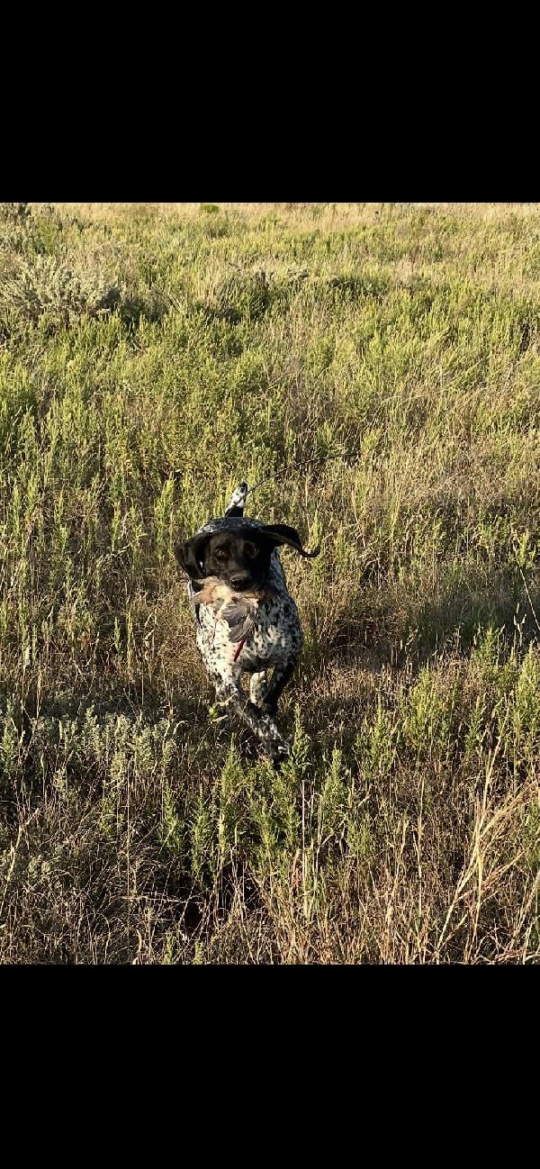 German Shorthaired Pointer
