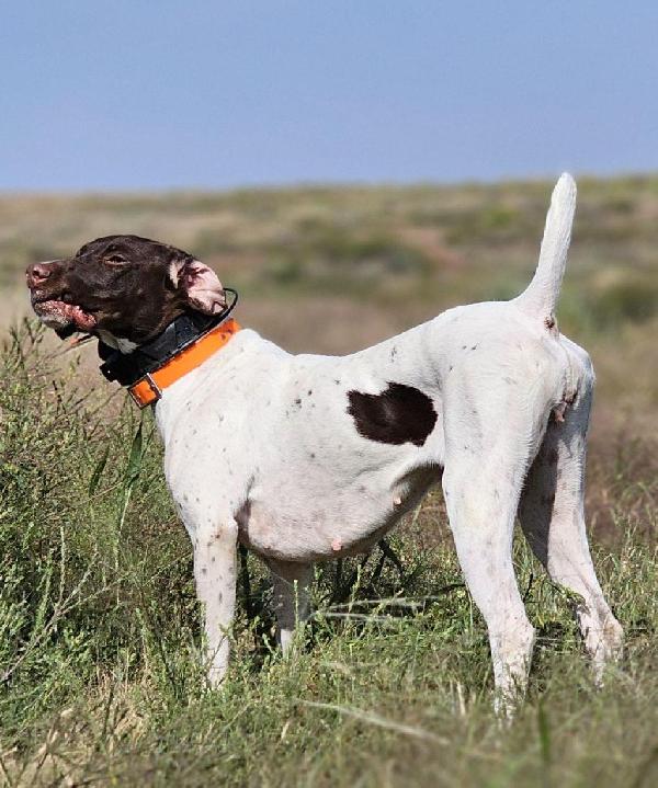 German Shorthaired Pointer