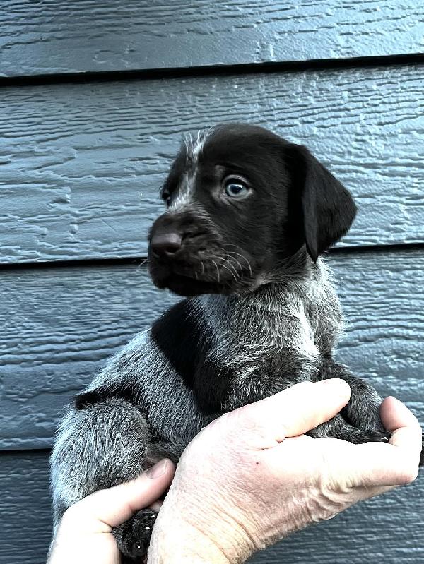 German Wirehaired Pointer