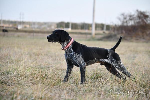 German Shorthaired Pointer
