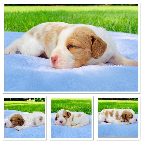 48 Top Pictures Brittany Puppies For Sale Texas / Liver And White : Brittany Spaniel puppy for sale near ...
