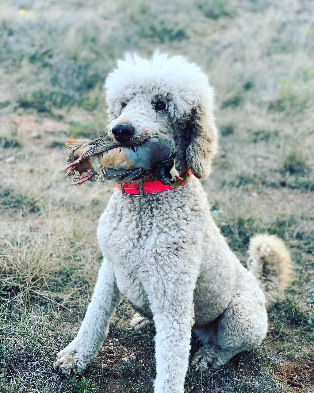 HUNTING POODLE PUPPIES