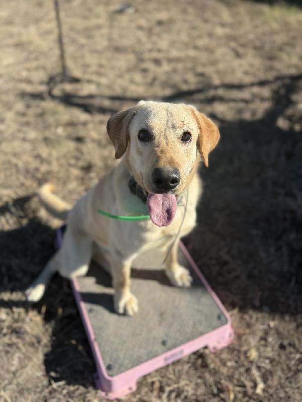 Labrador Retriever