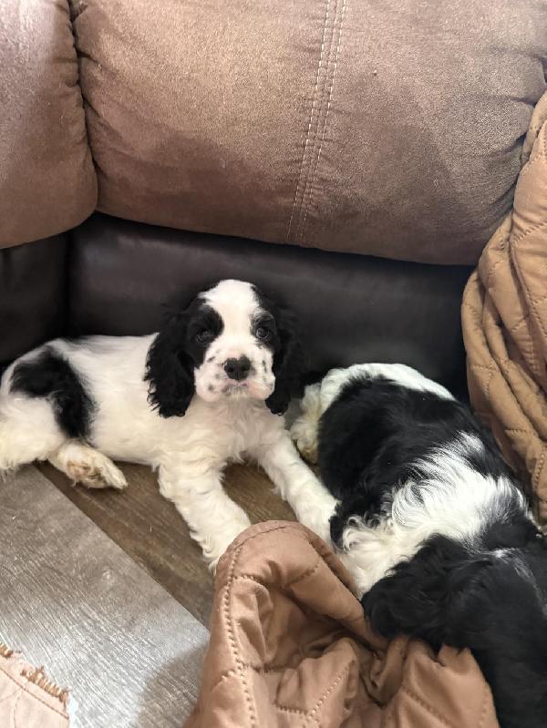 English Cocker Spaniel