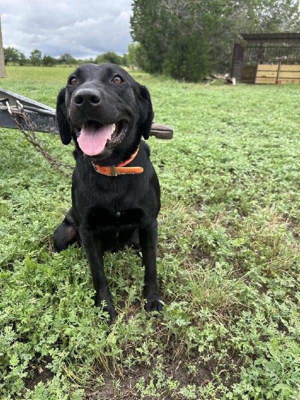 Labrador Retriever