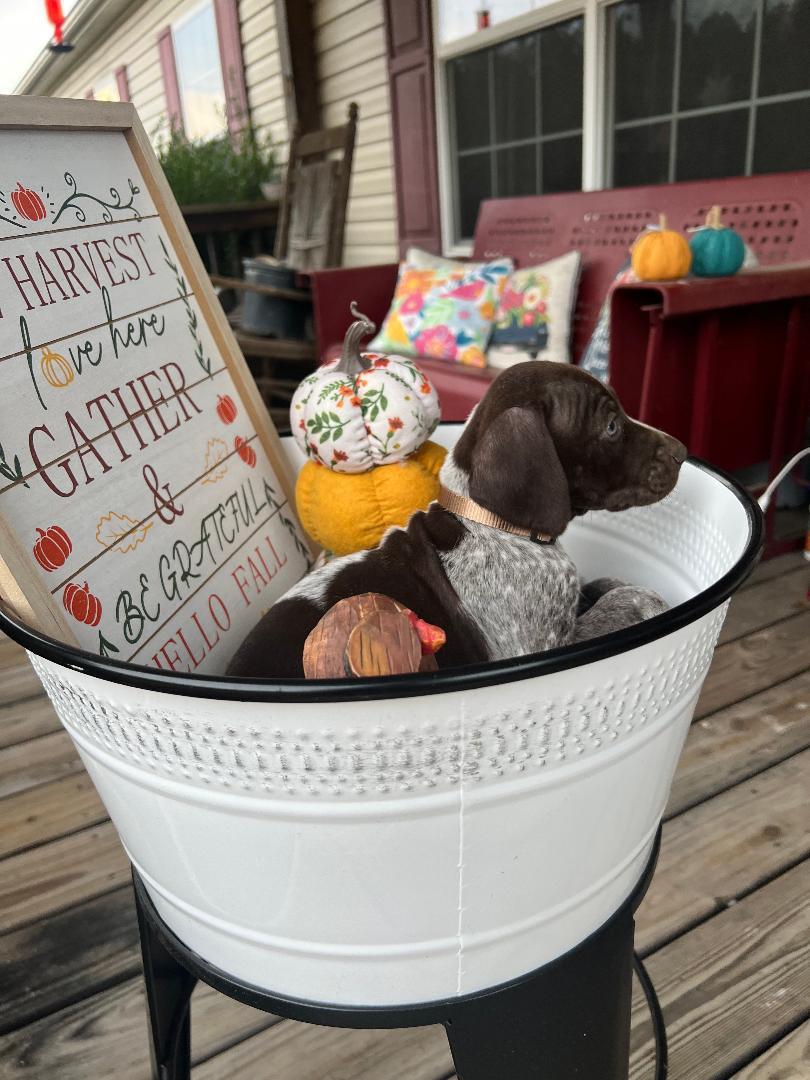 GSP PUPS FOR SALE German Shorthaired Pointer