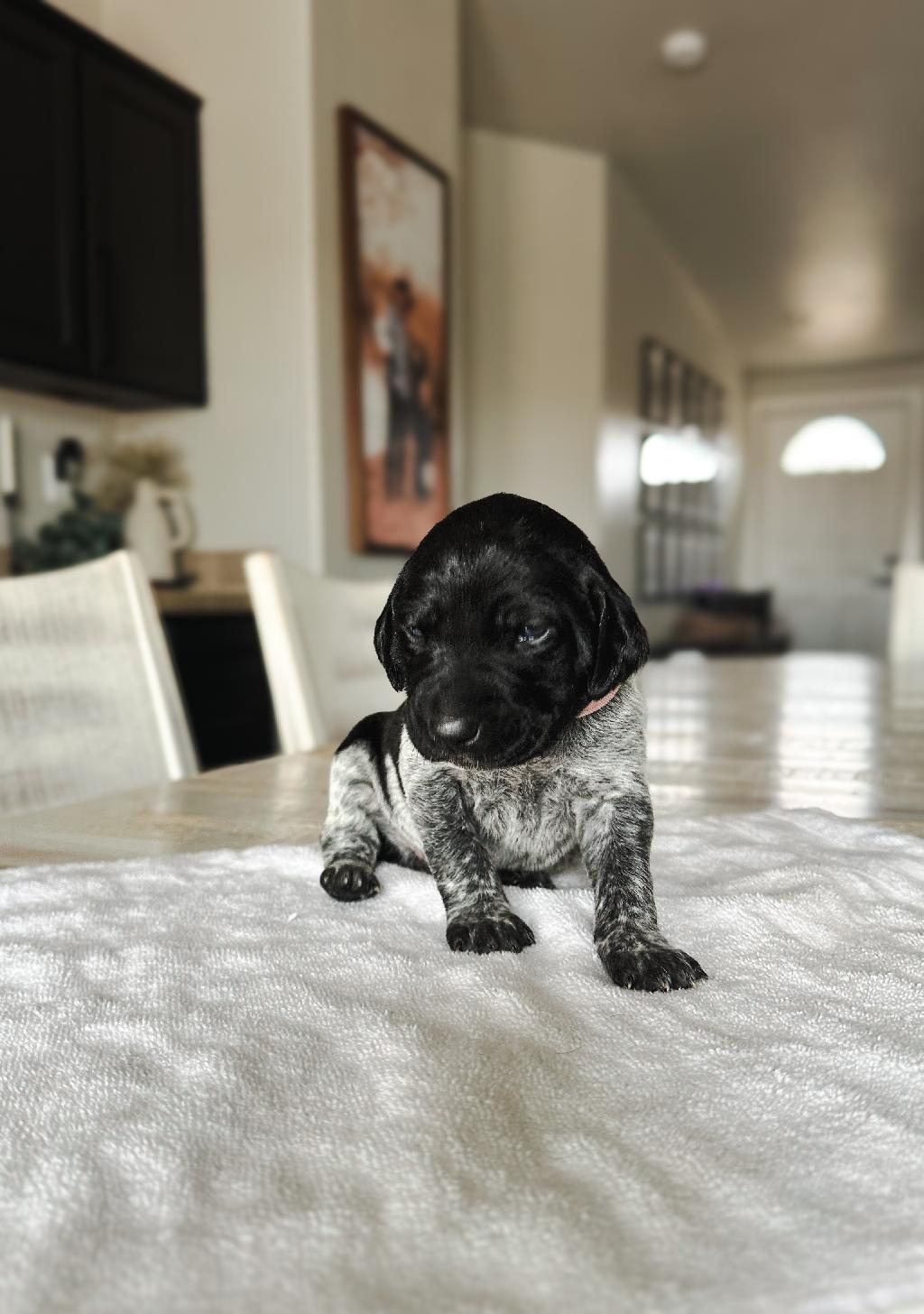 FEMALE GSP PUPPY! BABY PINK COLLAR PEYTON,CO
