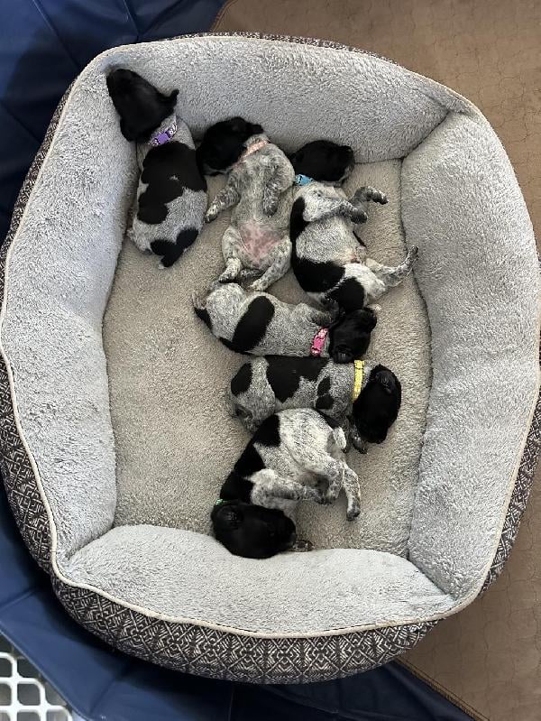 German Shorthaired Pointer