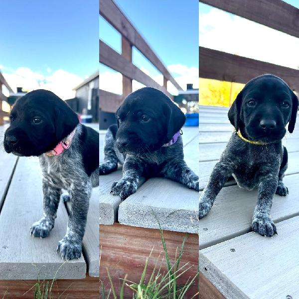 German Shorthaired Pointer