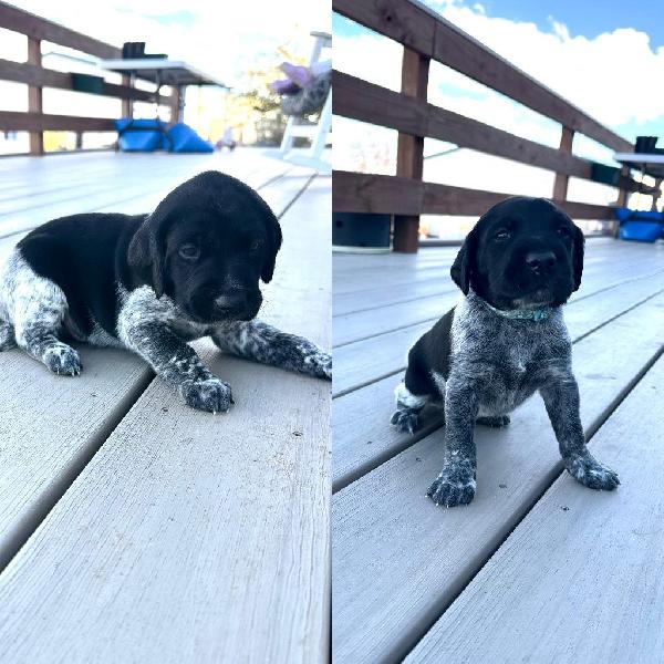 German Shorthaired Pointer