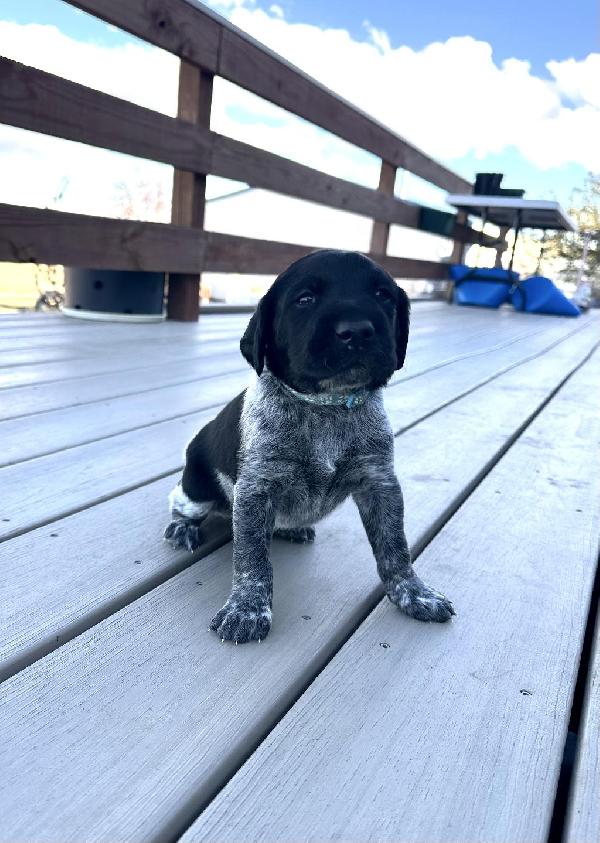 German Shorthaired Pointer
