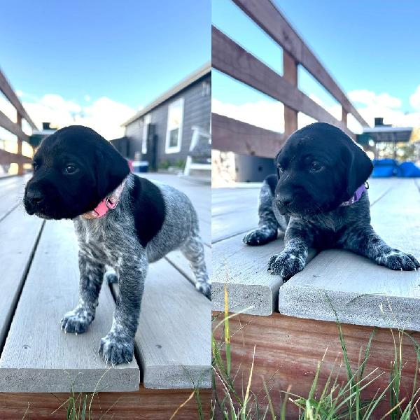 German Shorthaired Pointer