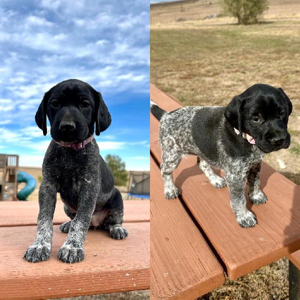 GERMAN SHORTHAIRED POINTER PUPPIES- COLORADO German Shorthaired Pointer