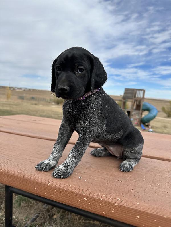 FEMALE GERMAN SHORTHAIRED POINTER PUPPY - CO German Shorthaired Pointer