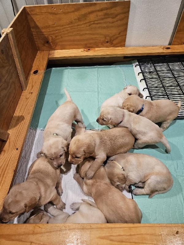 GRHRCH UH DEUCE MH X HRCH UH RIO SH Labrador Retriever