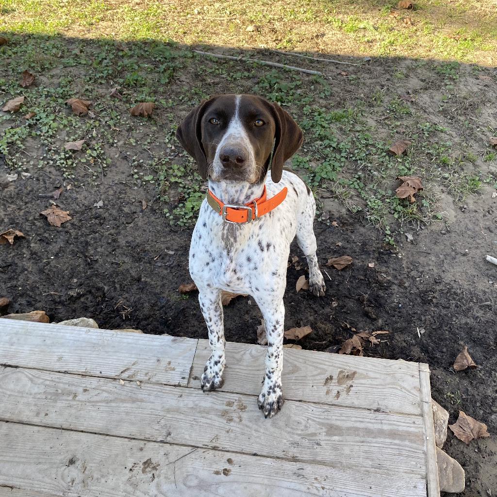 AKC GERMAN SHORTHAIRED POINTER