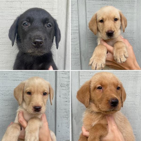 Labrador Retriever Puppies For Sale