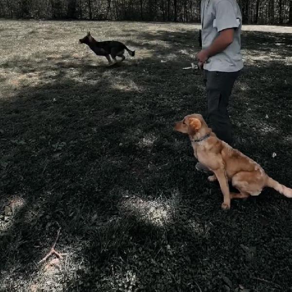 Labrador Retriever