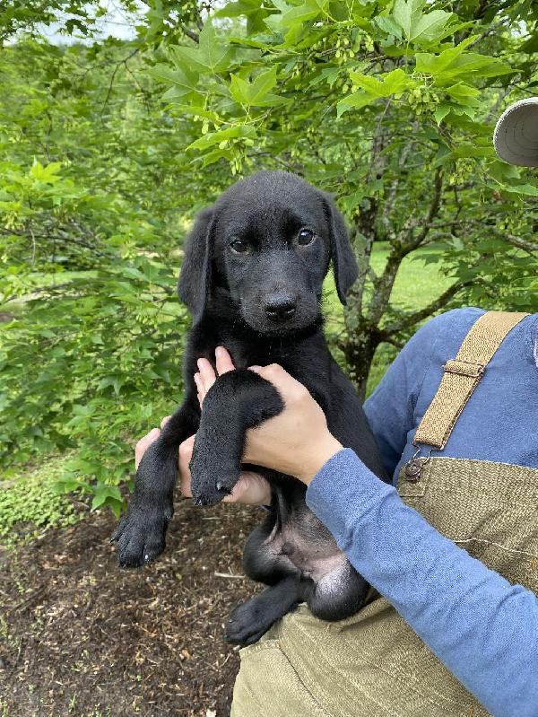 Labrador Retriever