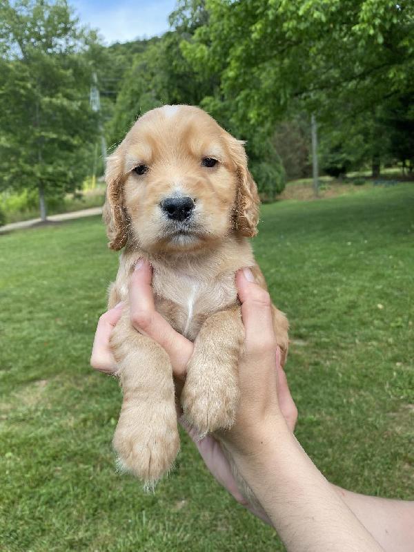 English Cocker Spaniel