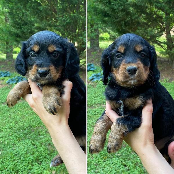 English Cocker Spaniel