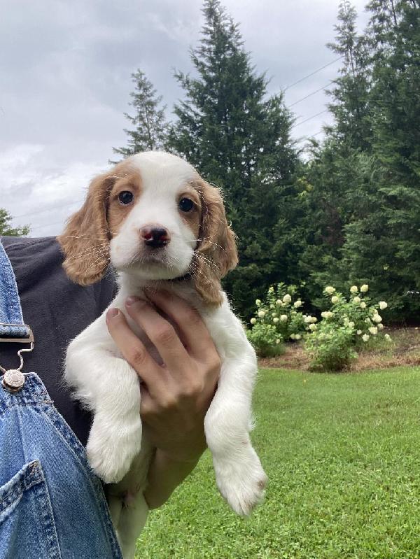 English Cocker Spaniel